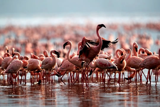 8 Days Kenya Safari - Masai Mara, Lake Nakuru, Lake Naivasha, Amboseli, Tsavo West and Tsavo East safari